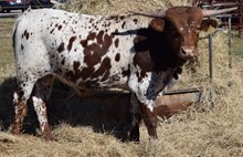 Shad's 16 Bull