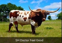 SH DOCTOR FEEL GOOD