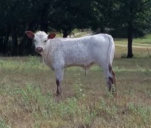 Sanddollar Saltlick